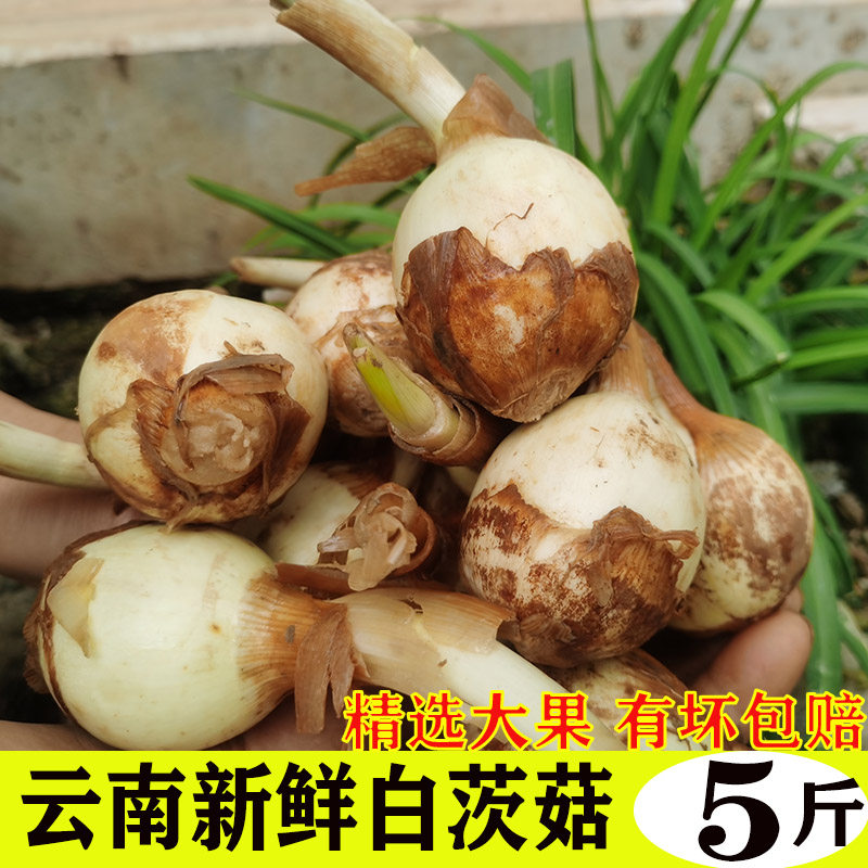 云南新鲜茨菇白茨菇马蹄菇燕尾菇粉糯茨菇慈姑新鲜蔬菜火锅菜5斤