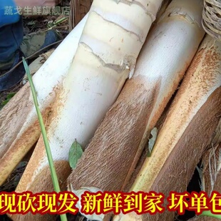 棕榈树嫩心带皮新鲜甜棕树心野棕树尖棕榈芯棕树头棕榈心