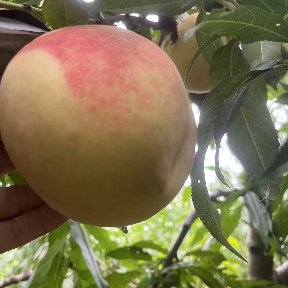 秋桃映霜红金秋蜜桃当季桃子包邮