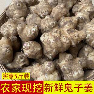 江西农家现挖野生洋姜新鲜野鬼子姜不辣时令蔬菜可做酱菜腌菜泡菜