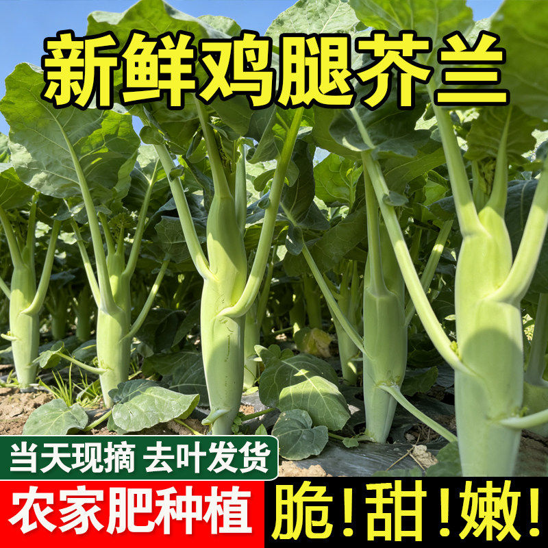 芥兰菜新鲜芥蓝广东蔬菜整箱包邮脆嫩芥兰苗菜心菜苔农家应季现摘
