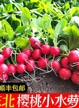 粒味果桃脆小北摘东卜鲜
