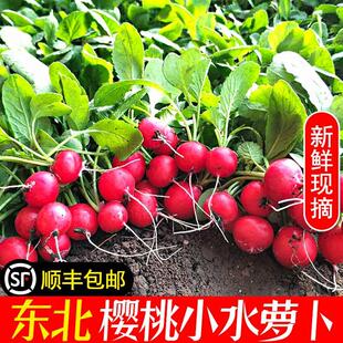 东北樱桃萝卜新鲜水果小萝卜头迷你甜脆红皮萝卜缨蘸酱菜现摘