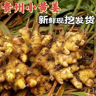贵州特产新鲜蔬菜食用农家小黄姜生姜仔姜芽子姜现挖发货500g包邮