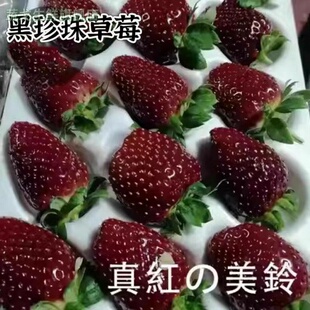 顺丰速发真红美玲黑草莓黑珍珠草莓水果礼盒装大草莓现摘节日送礼