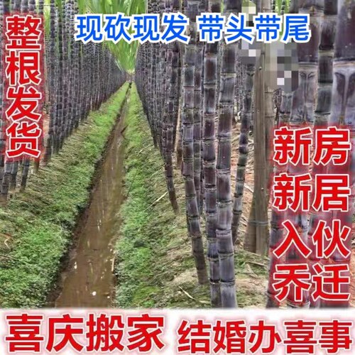 2-8整根黑皮甘蔗海南三亚新鲜当季应季水果特产结婚搬家新居喜事