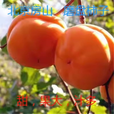【顺丰】北京磨盘柿子大柿子甜柿贡柿汁多果园现摘现发包邮