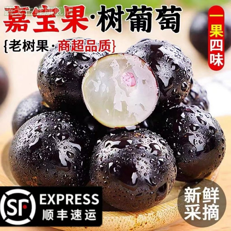 顺丰速运嘉宝果鲜果树葡萄高端品种新鲜水果孕妇现摘整箱包邮