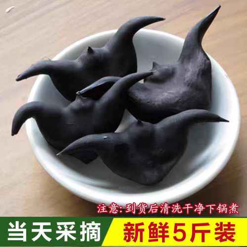 现摘苏北菱角新鲜生棱角凌角粉糯嫩老菱角黑大菱角5斤装水果蔬菜