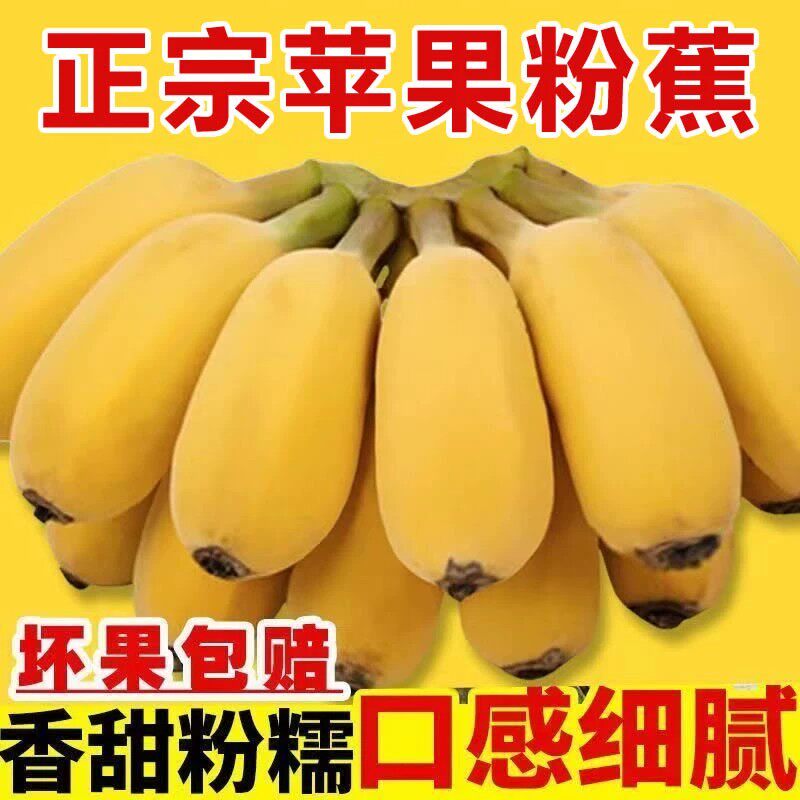 广西正宗苹果粉蕉banana新鲜水果香蕉芭蕉苹果蕉现摘当季非小米蕉