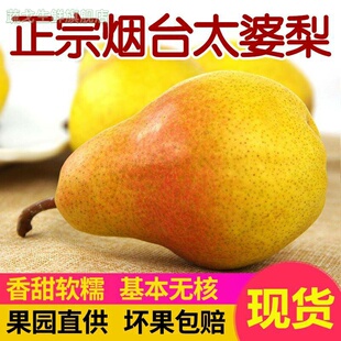 烟台太婆梨大头茄梨子当季水果软鸭梨5斤新鲜整箱10香蕉啤梨