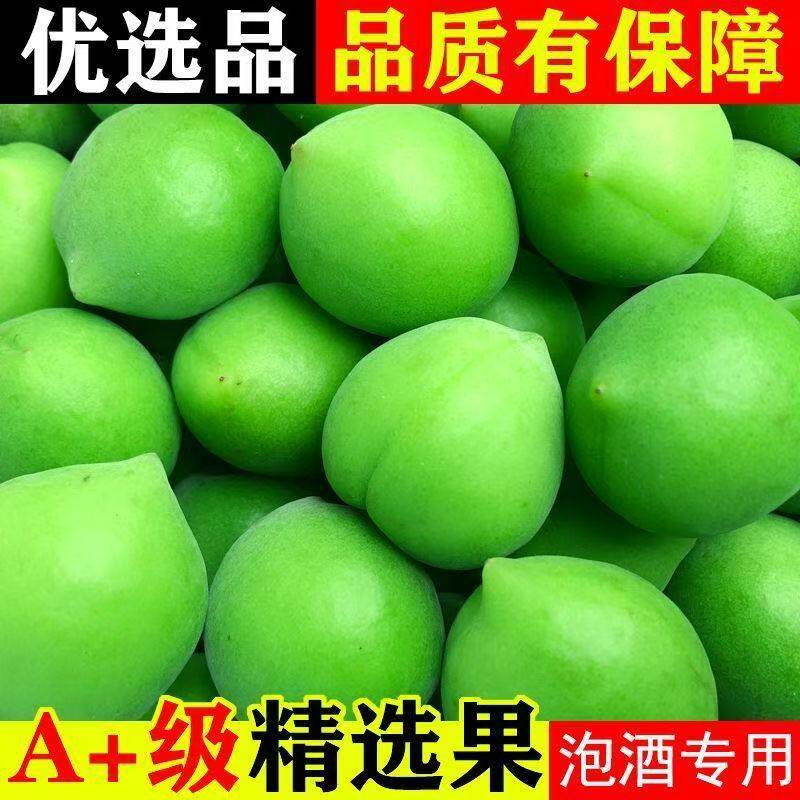 新鲜青梅果现摘鲜果高山野生酸梅子泡酒酵素专用水果青梅鲜果