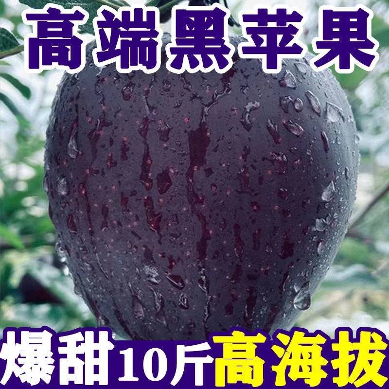 甘肃黑卡苹果黑钻苹果新鲜现摘当苹果