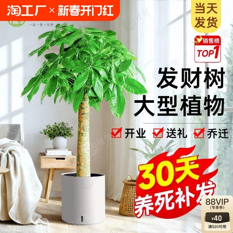 发财树客厅盆栽大棵摆件花盆三杆步步高室内乔迁开业新居大型绿植