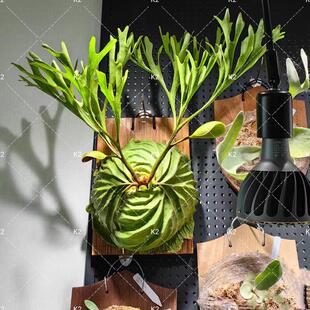 亚洲猴脑鹿角蕨亚猴孢子苗立叶银鹿角蕨皇冠鹿角蕨