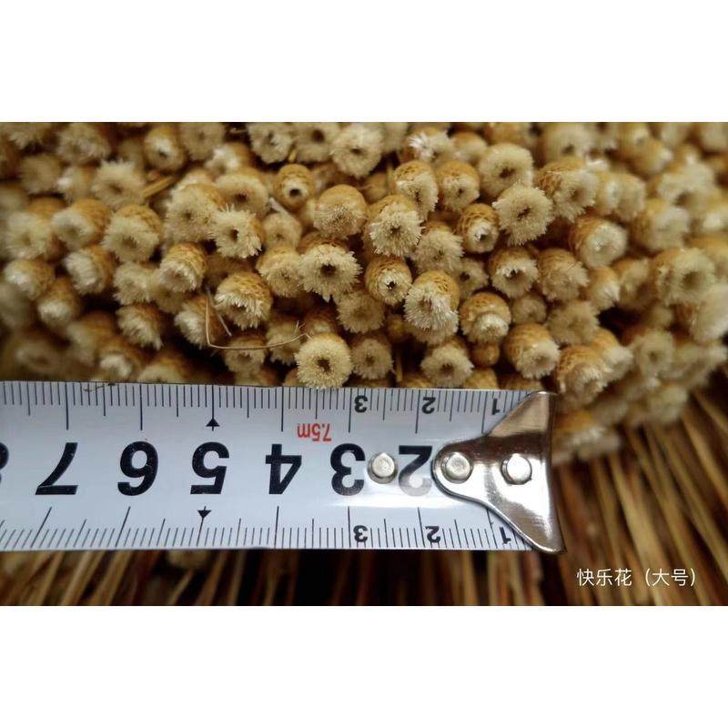 批发小号快乐花小星拍照道具自然干花巴西干花花,节庆用品/礼品,圣诞礼品,淘宝优惠券,粉丝福利购,淘宝优惠卷
