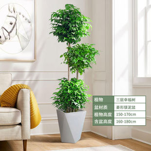 厂家直销办公室招宅绿植造型幸福树绿宝大棵室内大型植物盆栽客厅