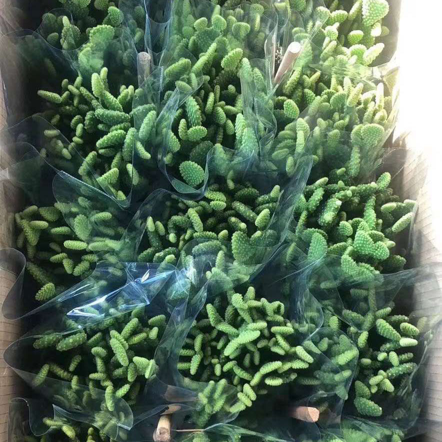 【基地直供】花卉家居植物盆栽花卉绿植多肉植物140黄毛掌