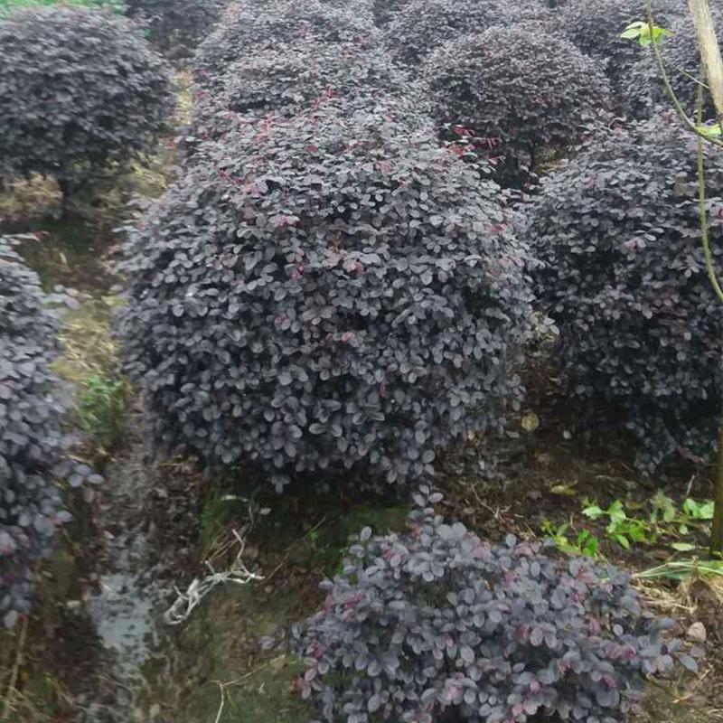 苗木工程绿化园林70cm红花继球木红花继木毛球红花继木球
