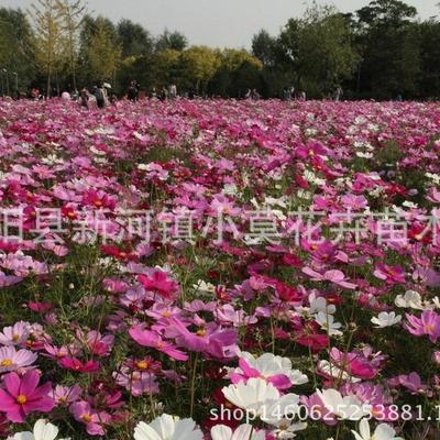 硫华菊，黄色波斯菊，常用组合常用品种，园林景观野花
