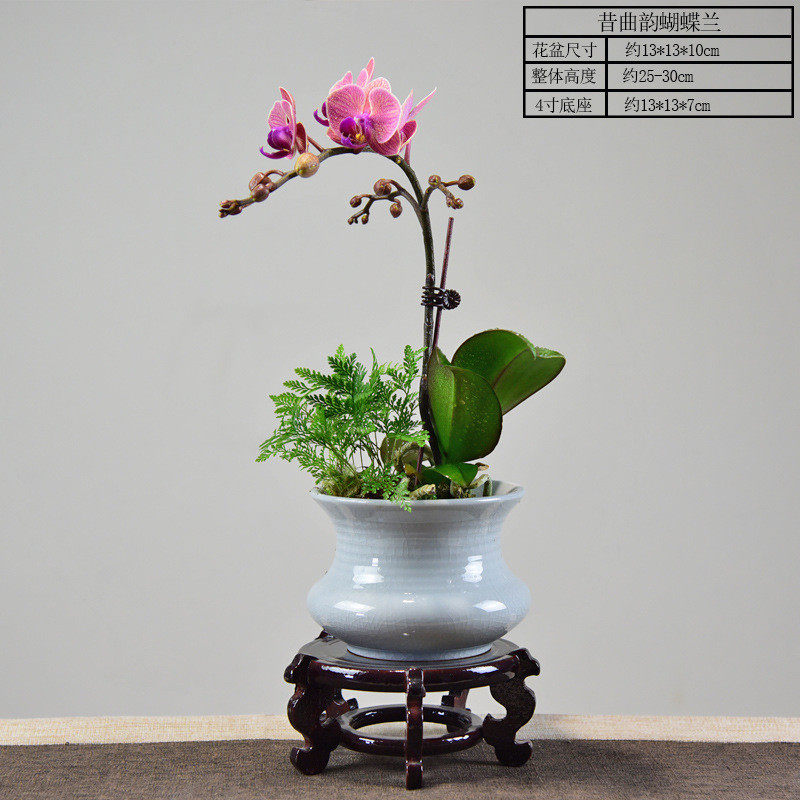 蝴蝶兰盆栽植物客厅室内花卉盆栽带花苞花剑花苗四季好养易活绿植
