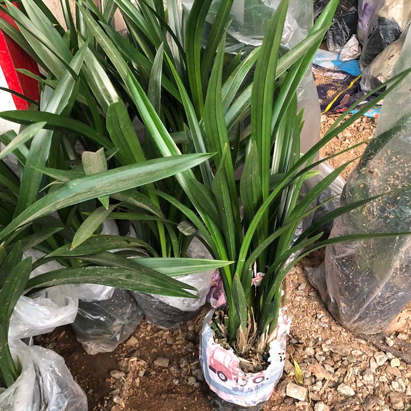 原盆原土四季兰花苗盆栽兰草香兰活带花苞绿植花卉易浓香耐寒好养