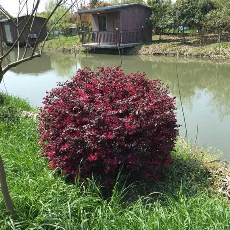 苗木工程绿化木70cm红花继园林球红花继木毛球红花继木球
