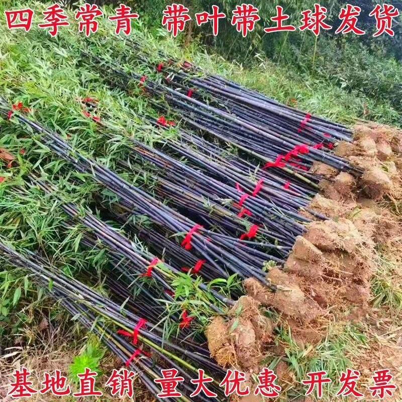 竹子苗庭院四季青植物北方耐寒园苗早紫竹竹罗汉大型毛竹