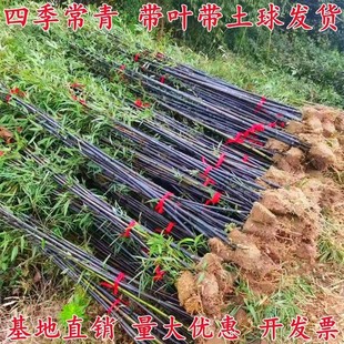竹子苗庭院四季青植物北方耐寒紫竹苗早园竹罗汉大型毛竹