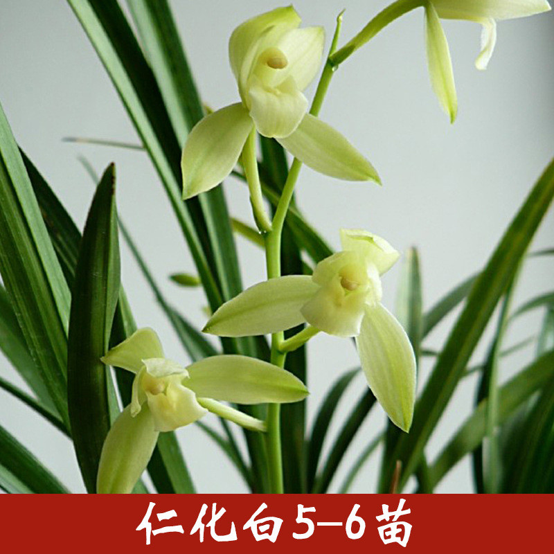 名贵建兰花盆栽带花苗办公室内高端雅致四季植物盆栽盆景花卉浓香