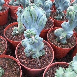 仙人掌拳紫云罗汉山影仙人球多肉植物小盆栽