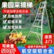铝合金果园梯子园艺三脚梯农用果树采摘梯修剪梯凳园林专用三角梯