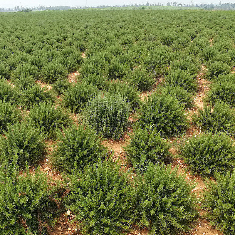 基地直供马鞭草法型迷迭香纯露蒸馏酮萃取迷迭香纯露原料批发,运动/瑜伽/健身/球迷用品,瑜伽香薰精油,淘宝优惠券,粉丝福利购,淘宝优惠卷