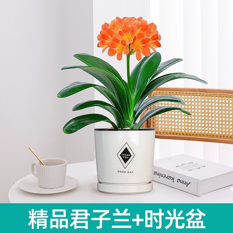 精品名贵君子兰盆栽花卉绿植好养活花卉市场花批室内客厅桌面植物