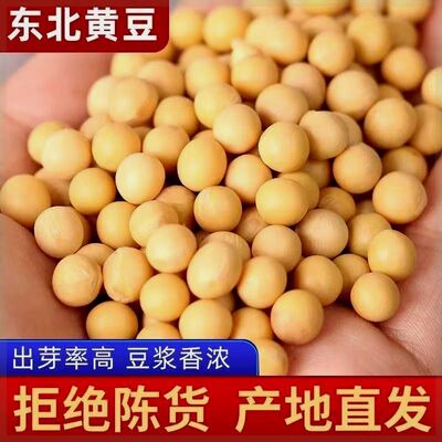 速发新疆包邮西藏23年东北发豆芽的黄豆散装豆豆芽专用豆黑龙江生