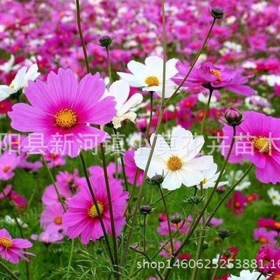 硫华菊，黄色波斯菊，野花组合常用品种，常用园林景观