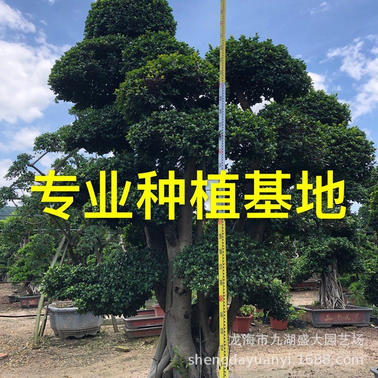 重庆造型小叶榕桩头 广西造型榕榕景报价 四川小叶树桩树桩盆景