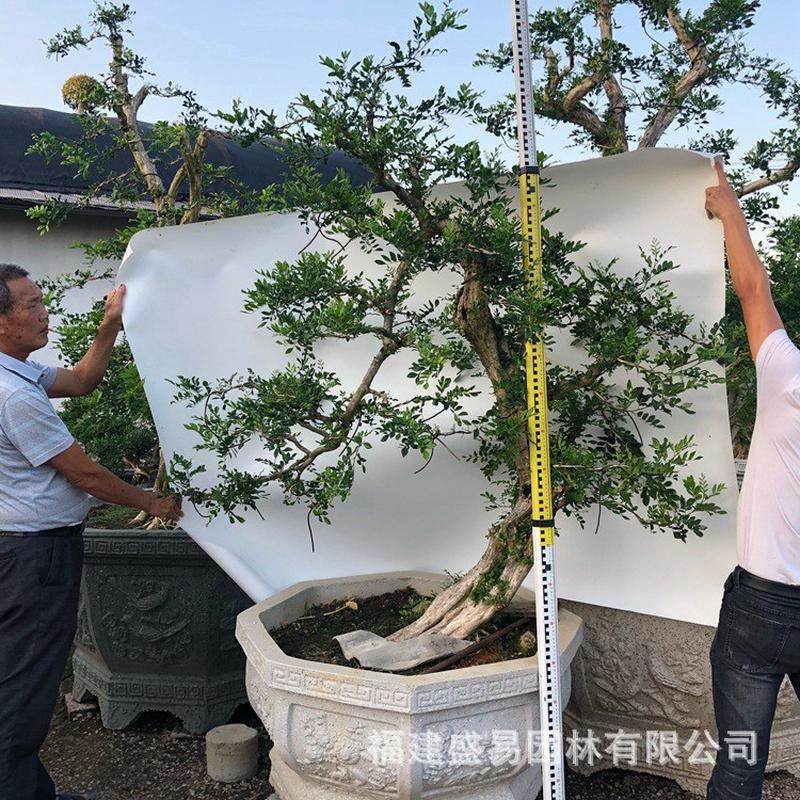泉州七里香盆景批发九里香九里香价格七里香基地造型广西桩头