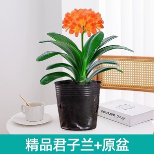 精品名贵君子兰盆栽花卉绿植好养活花批花卉市场室内客厅桌面植物