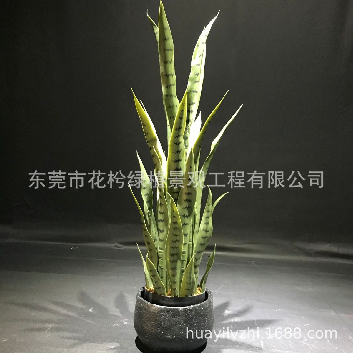 仿真热带母植物虎尾兰外沙漠舌龙舌兰虎皮兰北欧家居摆件摄影道具