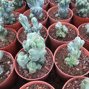 仙人掌仙人球紫云罗汉小盆栽拳多肉植物山影