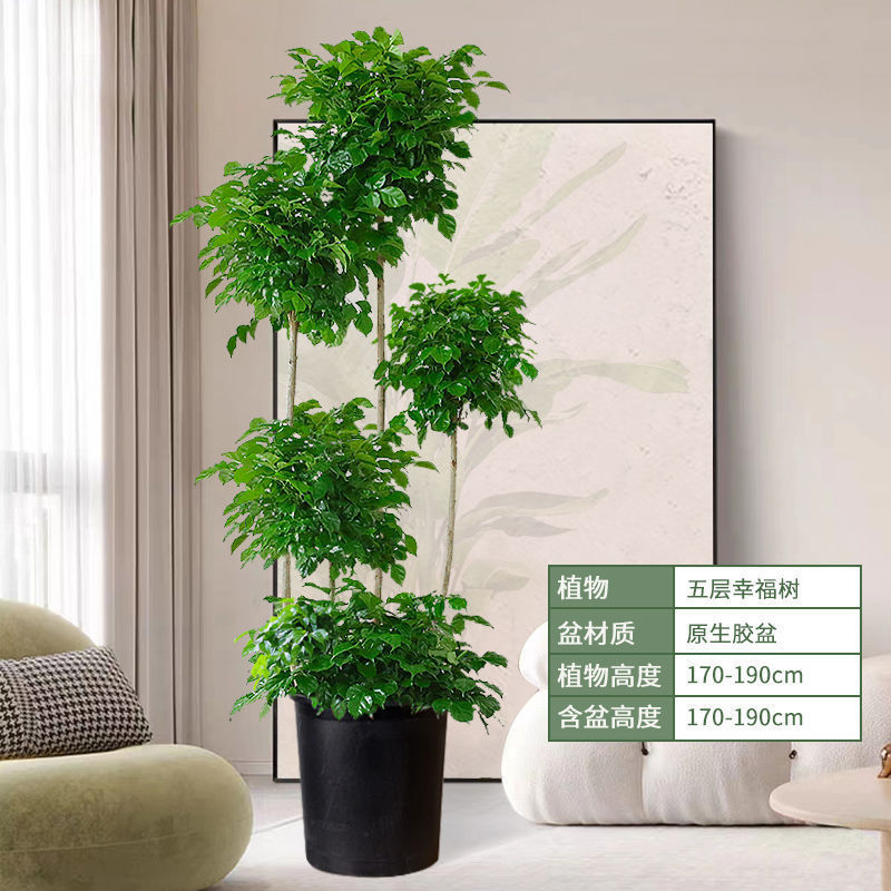厂家直销办公室招宅绿植造型大棵盆栽幸福树室内大型植物绿宝客厅