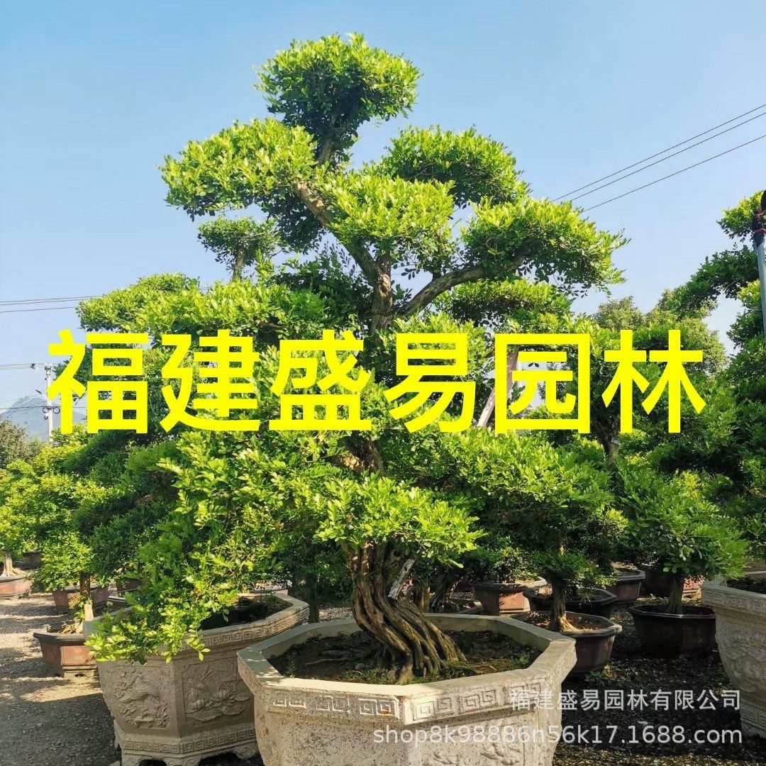 福建造型七里香批发广西九里香价格公园别墅造型庭院九里香盆景,鲜花速递/花卉仿真/绿植园艺,绿植,淘宝优惠券,粉丝福利购,淘宝优惠卷