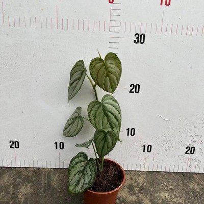 明脉蔓绿雨林/绒ins风网红进口绿植盆栽室内阳台观叶植物家庭高档