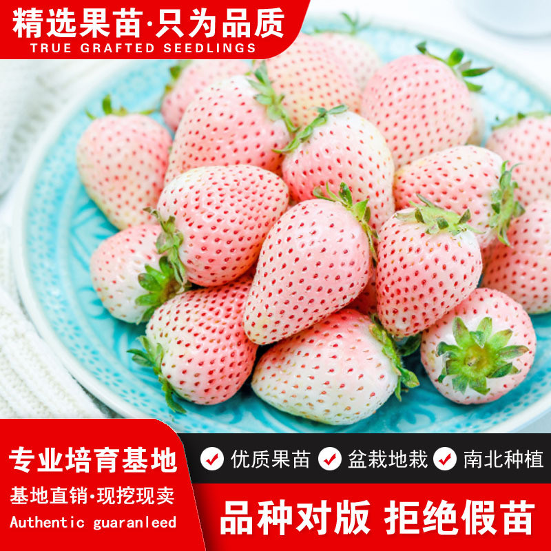 淡雪白草莓苗珍贵秧苗品种四季盆栽苗阳台结果食用脱毒白草莓稀有