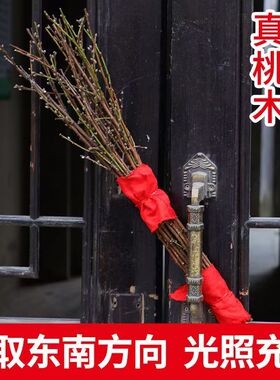 野生东南老桃木事业招财桃树枝家用乔迁安宅旺财惊吓客厅玄关摆件