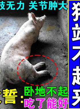 猪后腿软弱无力母猪产后补钙猪牛羊站立不稳卧地不起兽用专用饲料
