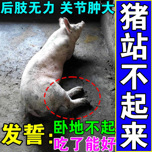 猪后腿软弱无力母猪产后补钙猪牛羊站立不稳卧地不起兽用专用饲料