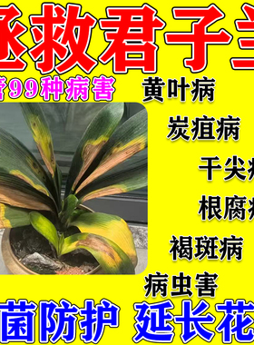 君子兰专用肥黄叶烂根干尖枯萎黑斑病腐烂肥料拔箭催花壮苗营养液