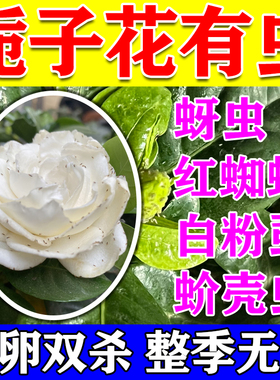 栀子花杀虫剂蚜虫白粉虱蚧壳病虫害专用杀虫剂